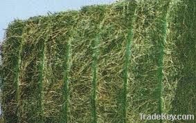 Alfalfa Bales