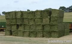 Alfalfa Hay Bales