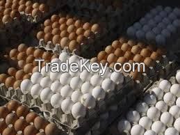 Farm Fresh Chicken Table eggs, Brown Shell chicken eggs, White shell chicken eggs