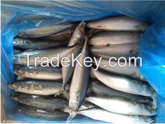 Frozen Mackerel Fish(Jack/Horse/Pacific/Atlantic )