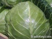 spring cabbage