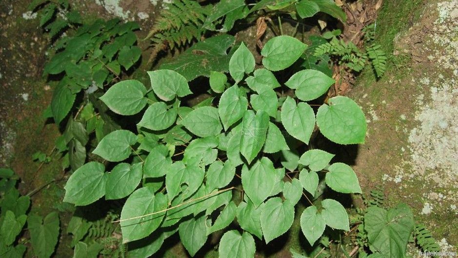 Natural Epimedium herb
