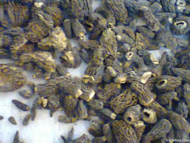 Morchella Conica