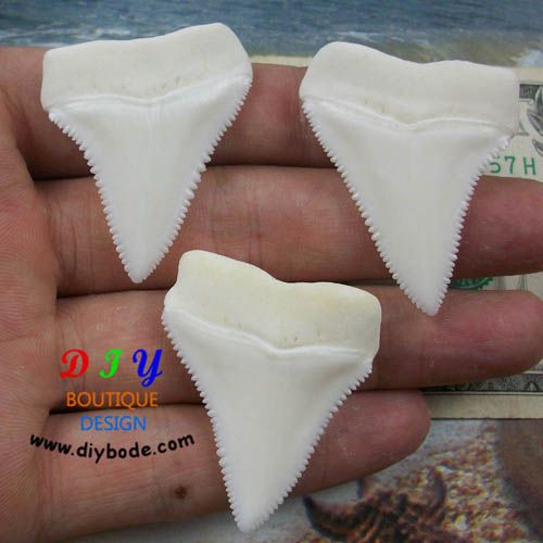 Modern Great white shark tooth 25- 55mm