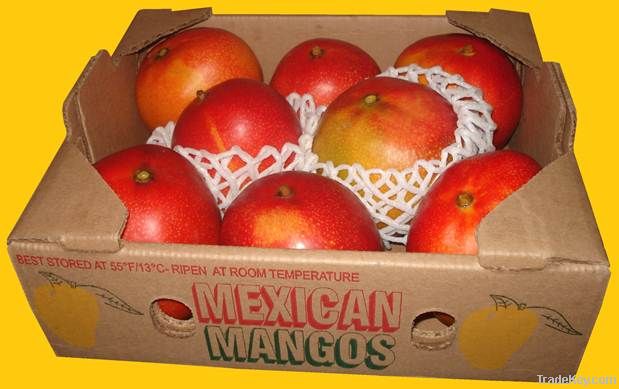 Mangoes of Mexico