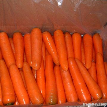 fresh carrot