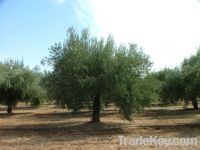 Extra Virgin olives oil,olives oil suppliers,olives oil exporters,olives oil manufacturers,extra virgin olives oil traders,spanish olive oil,
