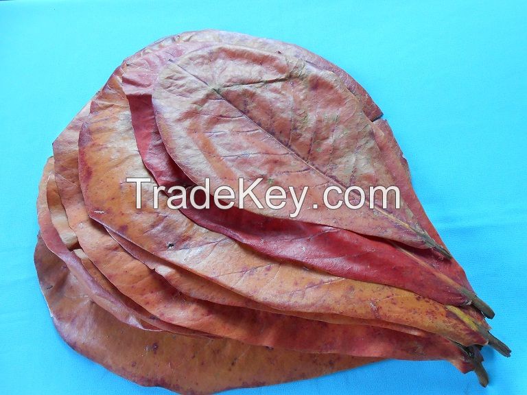 Dried Indian Almond Leaves