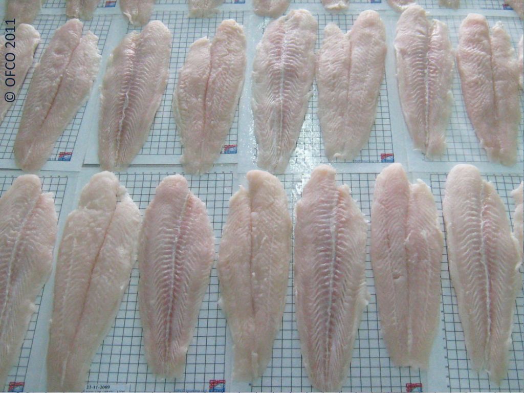 Pangasius - Basa - OFCO Inspection Control Quality