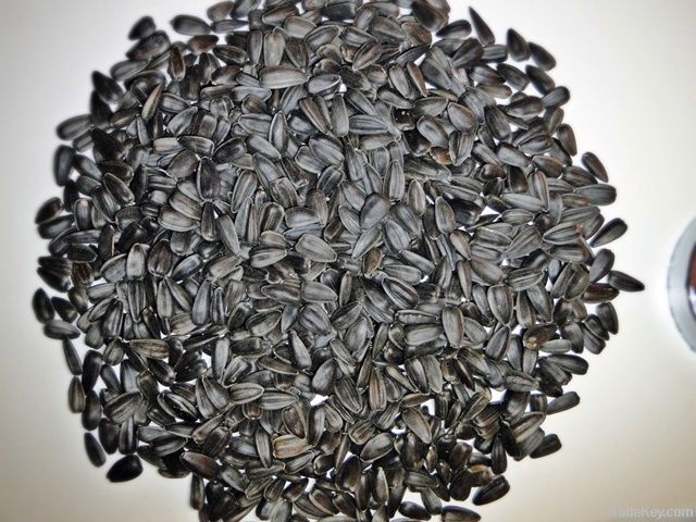 Black Sunflower Lakomka