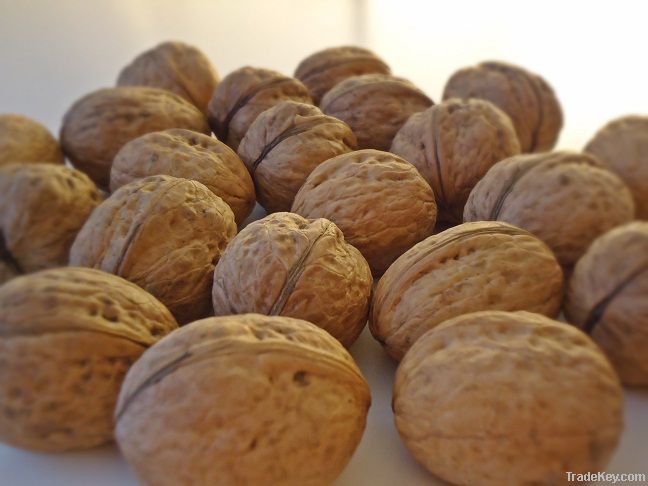 Walnut Suppliers | Walnut Exporters | Walnut Manufacturers | Cheap Walnut | Wholesale Walnut | Discounted Walnut | Bulk Walnut | Walnut Buyer | Import Walnut 