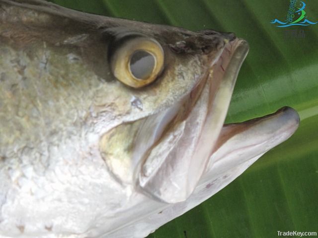 Barramundi