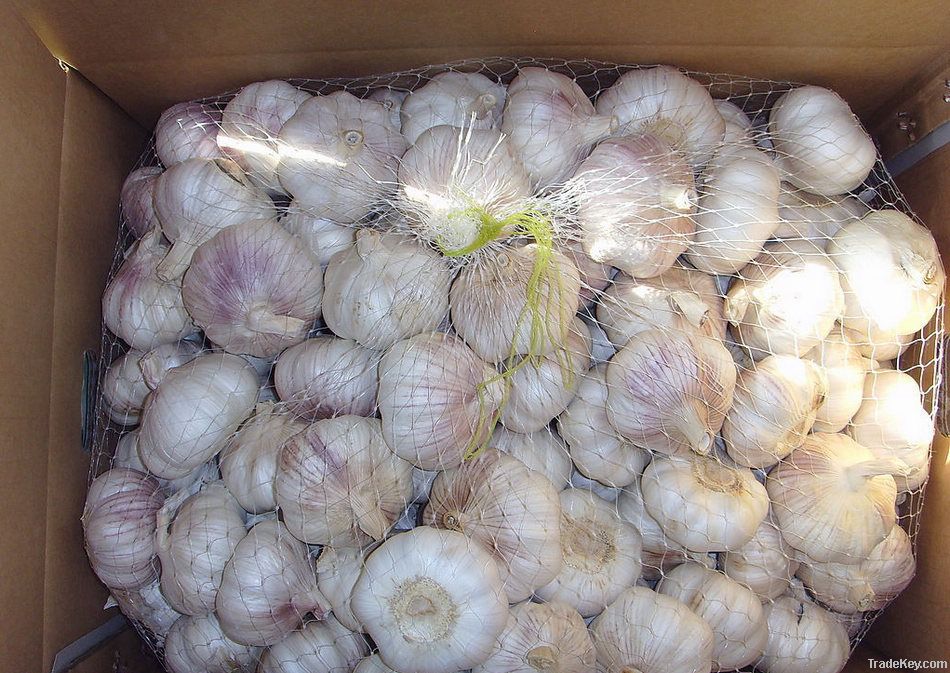 Fresh White Garlic From Shandong