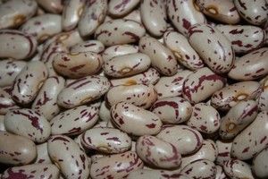Red Speckled Sugar beans