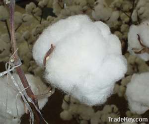 Raw Cotton