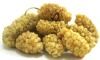 Organic and Conventional Dried White Mulberries