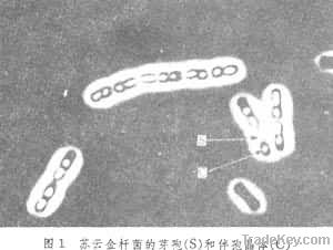 Bacillus Thuringiensis