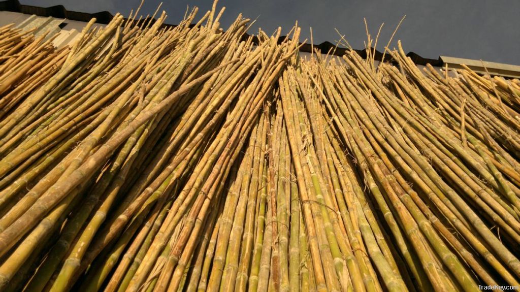 Colihue Argentine Cane similar Bamboo/Rattan