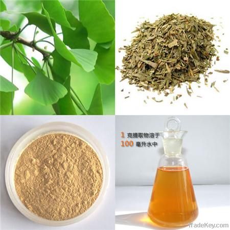 Ginkgo Biloba Extract P.E