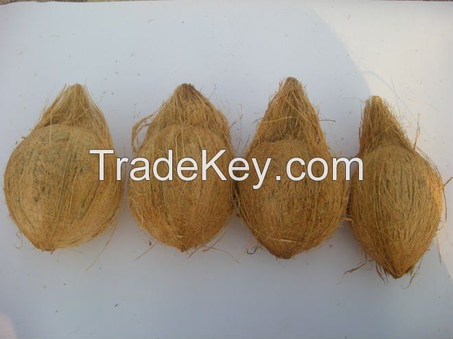 Fresh Naturally Matured Indian Coconuts in Semi Husked Form