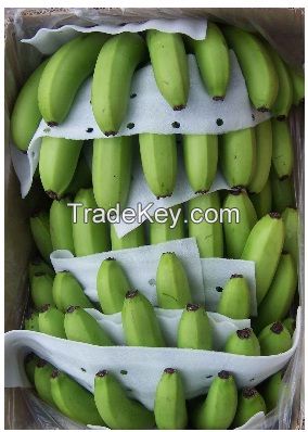 FRESH CAVENDISH BANANA