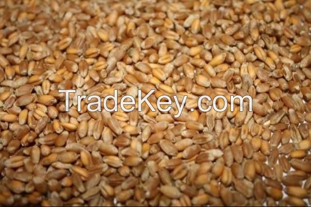 wheat
