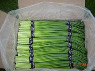 Garlic Sprout