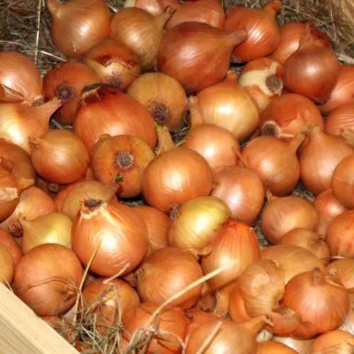 Turkish Fresh Onion