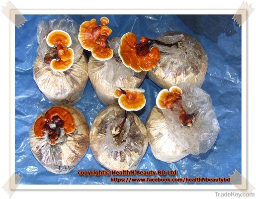 Ganoderma Lucidum