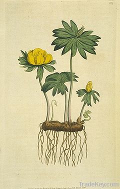 Winter Aconite