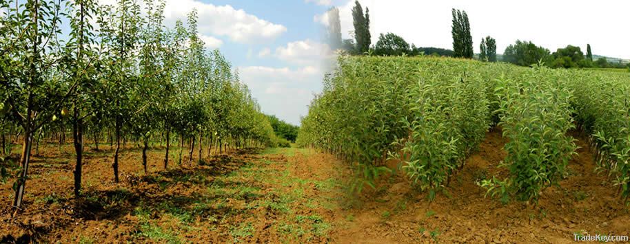 Fruit trees