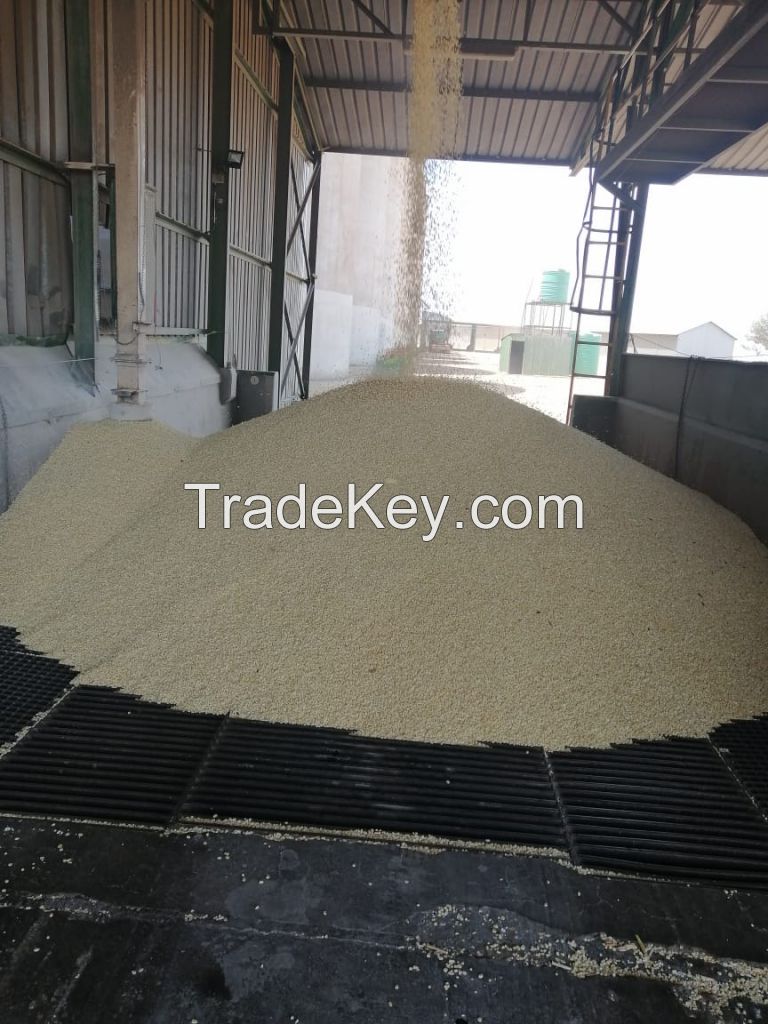 Hot sales White maize /yellow corn and Maize Meal available