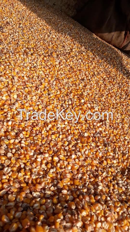 Hot sales White maize /yellow corn and Maize Meal available