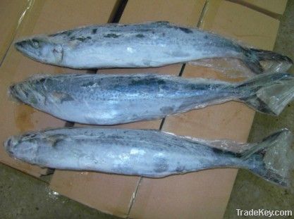 frozen spanish mackerel