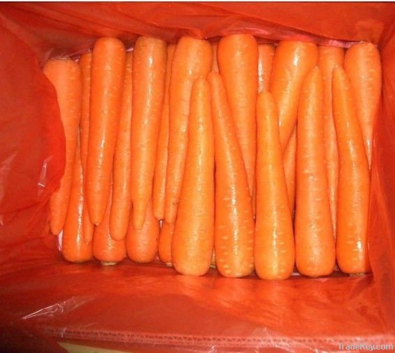 fresh chinese carrot