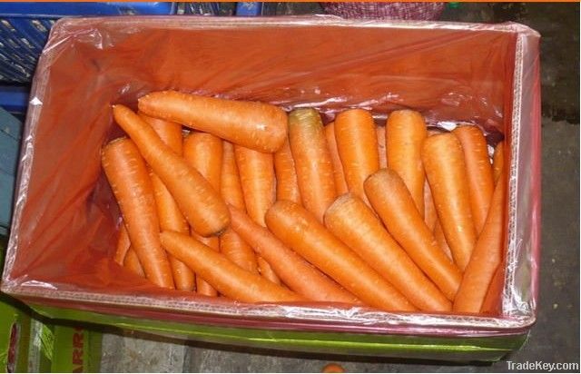 fresh chinese carrot