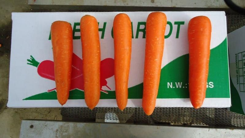 fresh chinese carrot