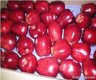 Fresh Red Huaniu Apple