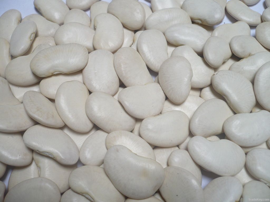 Lima Beans