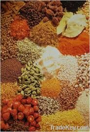 Powder Masala Flavours