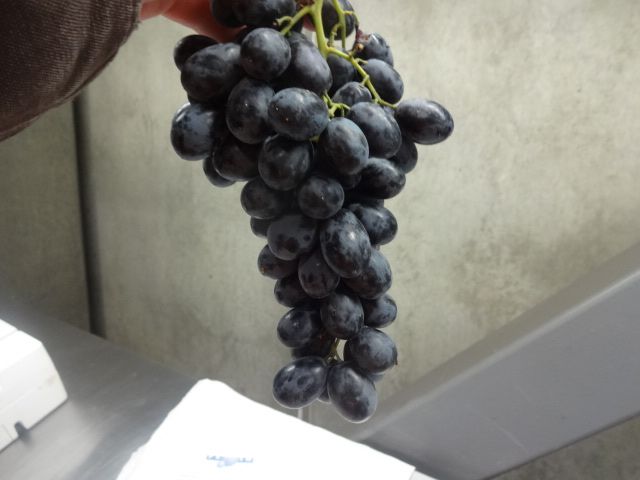 Fresh Grapes US origin 