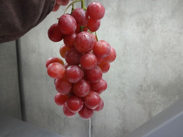 Fresh Grapes US origin