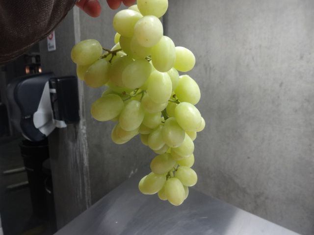 Fresh Grapes US origin 