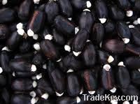 JATROPHA SEEDS