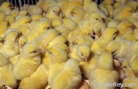 Day  old  Broiler  Chicken  for  sale