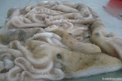 frozen Octopus