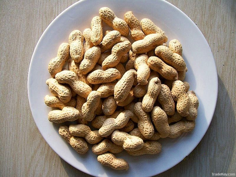 Chinese New Crop Roasted peanut in shell