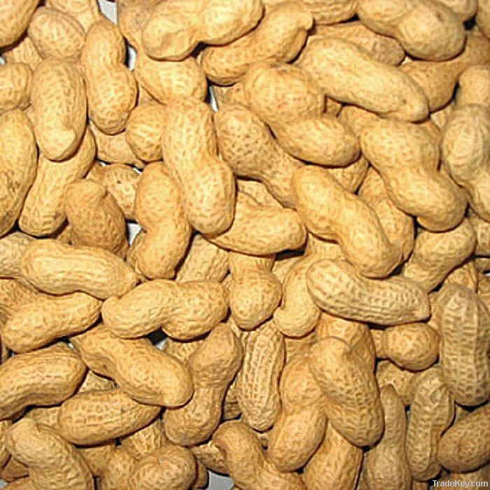 Chinese New Crop Roasted peanut in shell
