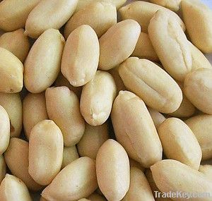 Shandong new crop blanched peanut kernels