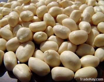 Blanch Peanut kernel